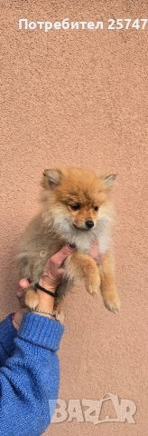 Померански шпиц , снимка 3 - Померан - 52679788