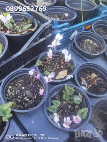 Многогодишна циклама. Розова. , снимка 2 - Разсади - 52012586