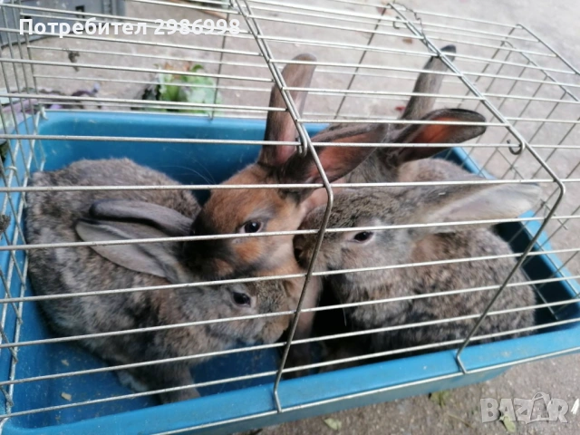 Млади зайчета, снимка 7 - Други животни - 53742106