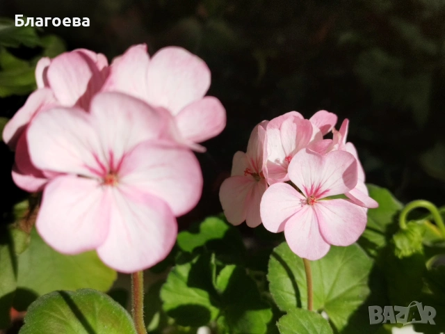 Комплект вкоренени резници Мушкато 5 бр - 5 цвята 