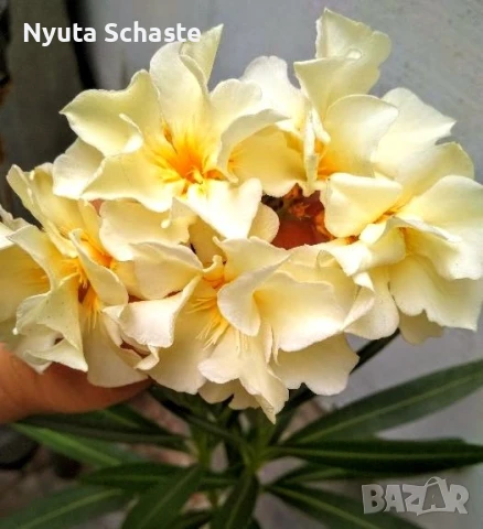 Зокум  Luteum Plenum, снимка 1