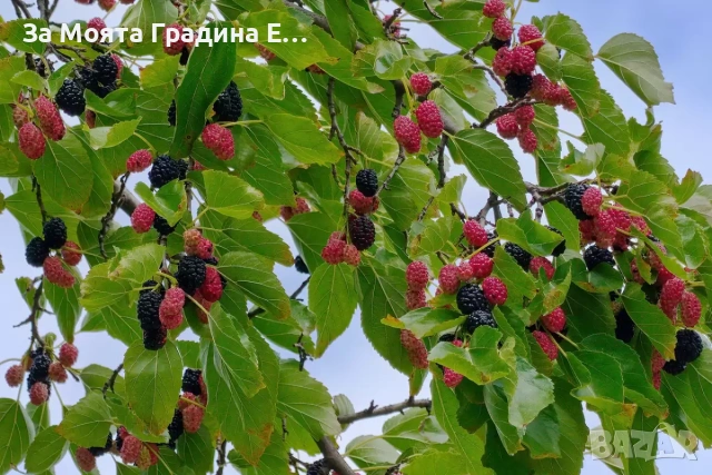 черница 3 вида, снимка 4 - Градински цветя и растения - 53617966