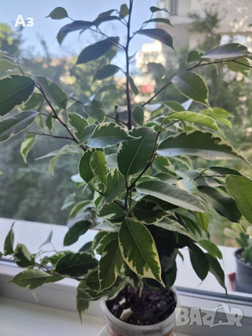 Продавам Бенджамини - различни видове, снимка 9 - Стайни растения - 46552586