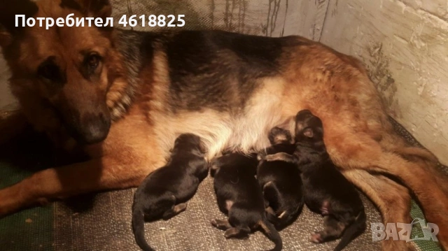 Немски овчарки , снимка 8 - Немска овчарка - 53666068