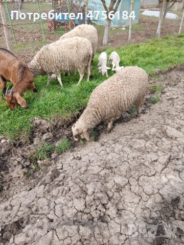 Продавам овце с малки агнета, снимка 8 - Овце - 53849792