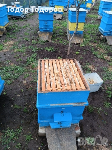 продавам пчелни семейства, снимка 2 - За селскостопански - 51733535