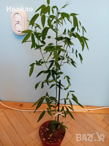 Касия - Cassia corymbosa, снимка 3 - Стайни растения - 51553476