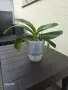 орхидея phalaenopsis buddha, снимка 3