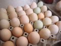 зайци и патeшки яйца, снимка 9