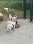 Джак ръсел териер, снимка 3