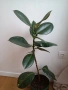 Стайно растение Фикус 90 см., снимка 1
