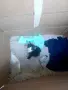 Малко котенце търси любящ дом, снимка 1