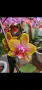 Орхидея Phalaenopsis Sogo Lawrence, снимка 2