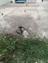 Подарявам котенца , снимка 2