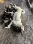 Продавам Чистокръвни Кангалчета, снимка 5