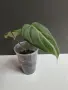 Филодендрон 'Глориозум Зебра' / Philodendron gloriosum zebra, снимка 5