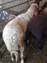 Коза, Пръч и коч за разплод, снимка 4