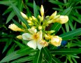 Градински и стайни цветя, резници  зокуми, снимка 1 - Градински цветя и растения - 37247821