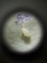 Джобен микроскоп с щипка за мобилен телефон, UV светлина 60X LED, лупа, регулиране на фокусирането, снимка 14