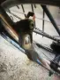 29 цола алуминиев велосипед колело размер 48 orbea , снимка 10