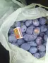 СЛИВИ за РАКИЯ и ПРЯСНА КОНСУМАЦИЯ , снимка 3