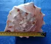 Голяма естествена раковина"Рогат шлем" (Cassis cornuta). , снимка 8