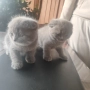Котенце - шотландско клепоухо , снимка 4