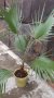 РАЗКОШНА ПАЛМА  ВАШИНГТОН , снимка 1 - Стайни растения - 41087098