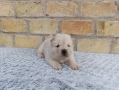 Чау Чау , снимка 3