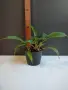 Хлорофитум Оранж Грин расад/Chlorophytum Orange Grimm, снимка 4