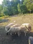 Продават се всички овце , снимка 1