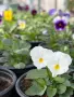 ❤️🌿🌸 Мини теменужки микс (Viola Superba Mini), снимка 7