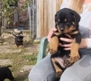 Ротвайлер , снимка 4