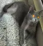 Британски късокосмести котета, снимка 13