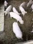 20-килограмови прасенца , снимка 1