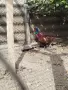Колхидски фазан , снимка 1