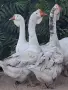 Холмогорски Гъски , снимка 3