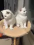 Британски котета , снимка 6