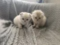 Шотландски и британски котета , снимка 6