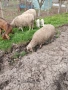 Продавам овце с малки агнета, снимка 8