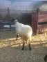 Продавам Коч-дзвизак , снимка 5