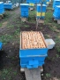 продавам пчелни семейства, снимка 2