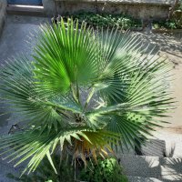 Продавам палма "Вашингтония", "Вашингтон", снимка 4 - Стайни растения - 38726415