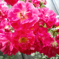 Катерливи рози, снимка 1 - Градински цветя и растения - 44778305