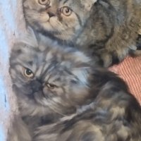 Персийски котета, снимка 1 - Персийска - 42498811