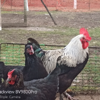 Кокошки и яйца за люпене от маран черно сребро, снимка 3 - други­ - 23773899