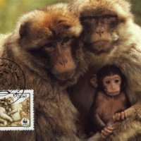 Алжир 1988 - 4 броя Карти Максимум - WWF, снимка 3 - Филателия - 38842648