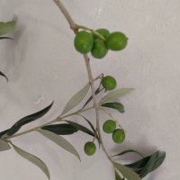 Студоустойчиви маслини Мегарон, снимка 2 - Градински цветя и растения - 42298151