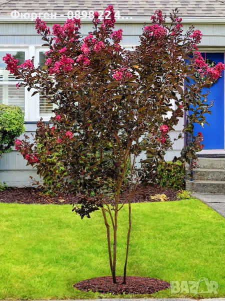 Индийски люляк Lagerstroemia indica Black Diamond Crimson red, снимка 1