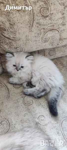 Дългокосместо шотландско мъжко, снимка 1